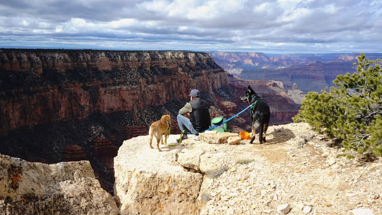 Man and two dogs enjoying the view at Grand Canyon National Park