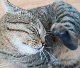 Cat Scratching Behind Ear