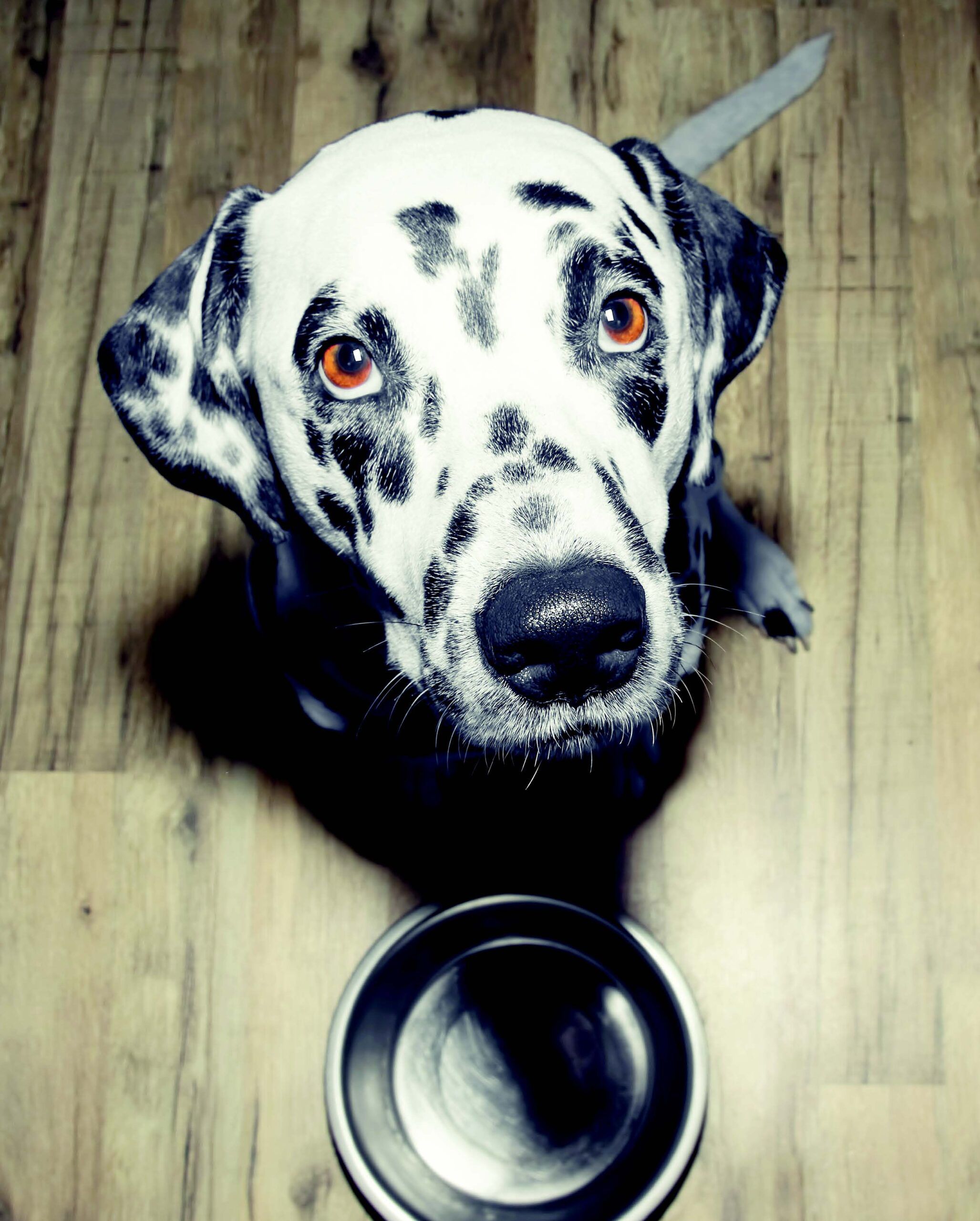 7 Easy Human Food Trends to Share With Your Dog – Dogster