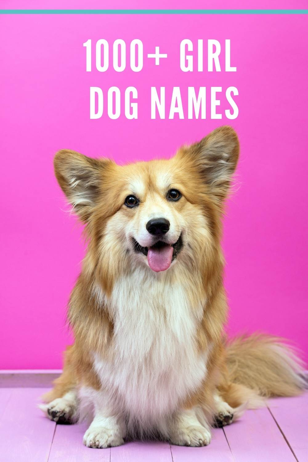 girl dog names - old fashioned names for your girl dog