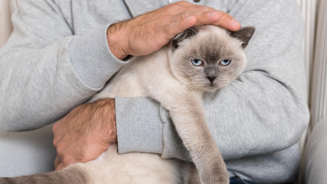 The Pet Shop: It may take years to purrfect types of human cat allergy treatment | Blog: The Pet Shop