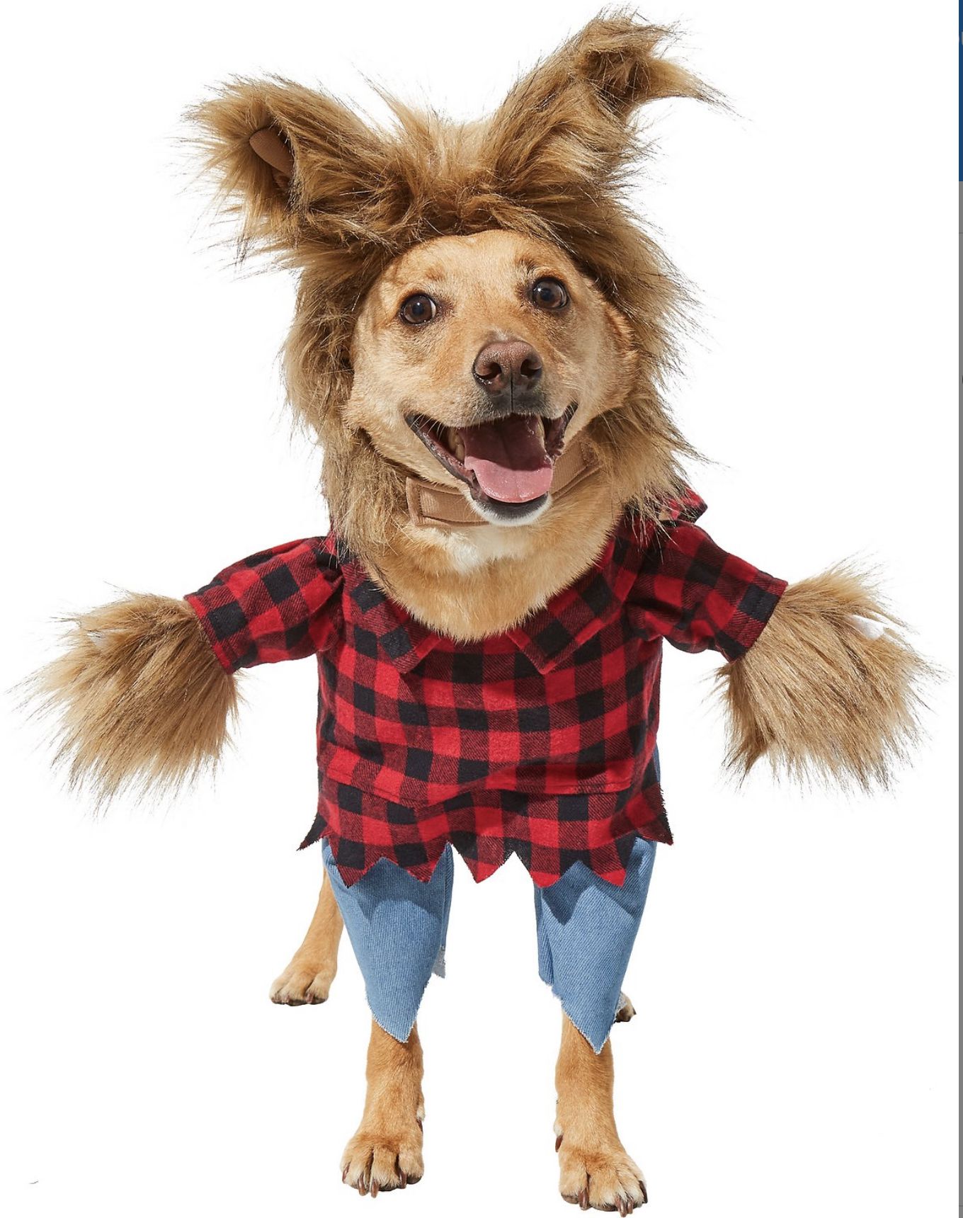 Dogster's 2021 Top Dog Halloween Costumes and Accessories List – Dogster