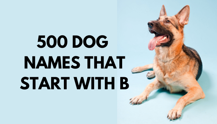 500 Dog Names That Start With B