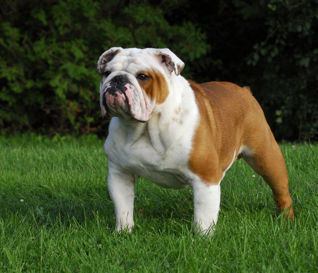 When Is The Best Time To Spay Or Neuter My English Bulldog?