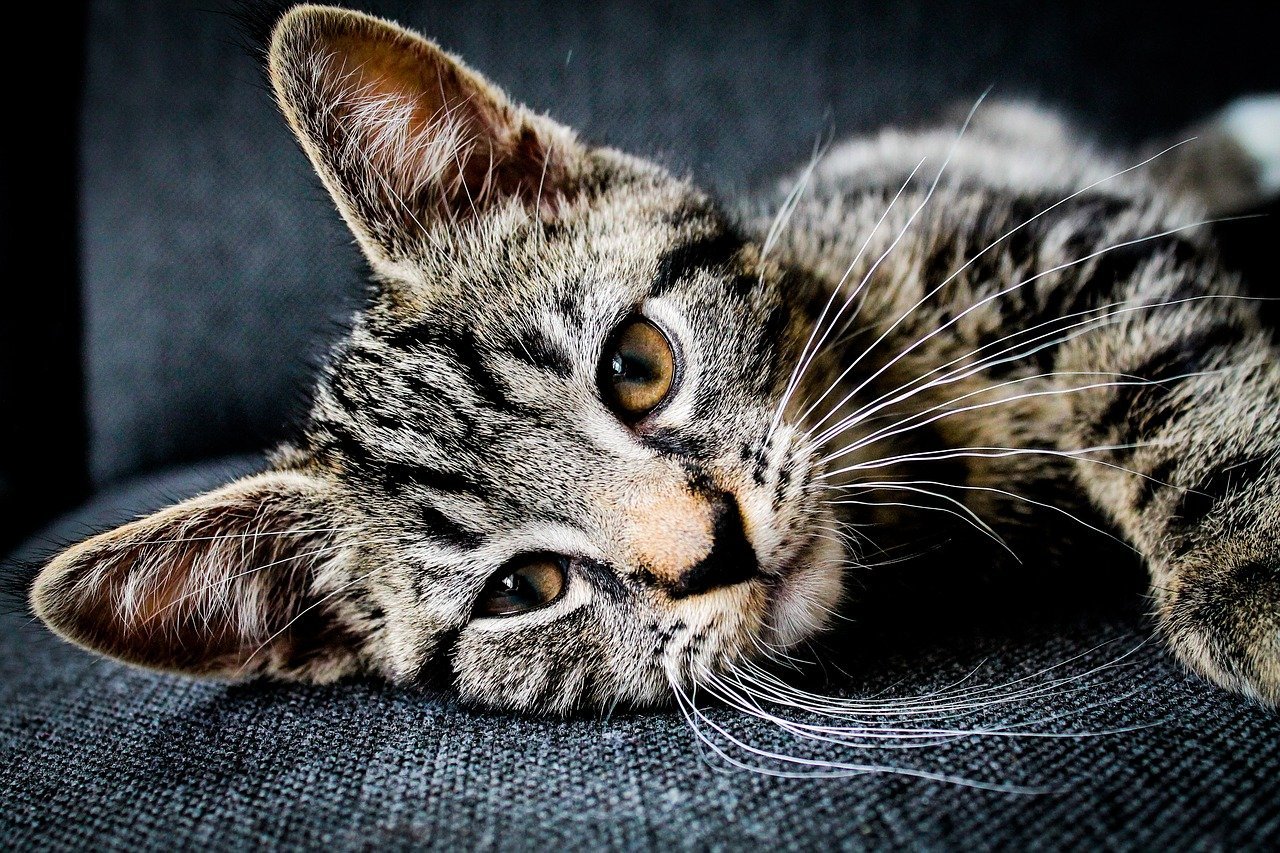 Why Do Cats' Whiskers Fall Out?