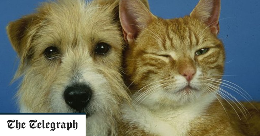 Can your cat or dog catch and spread coronavirus?