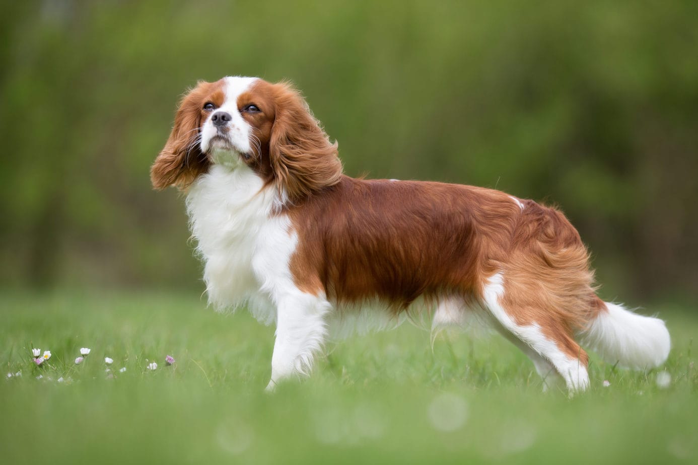 When Is The Best Time To Spay Or Neuter My Cavalier King Charles Spaniel?