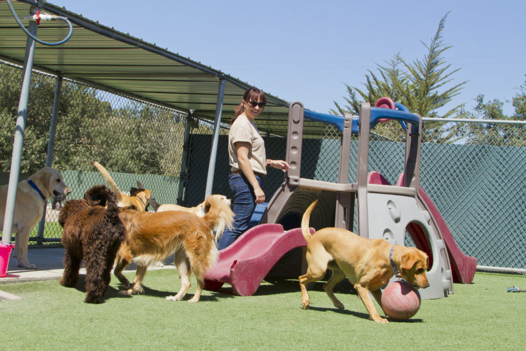 7 Questions To Ask Your Doggy Daycare Before Joining To Set Up For Success!
