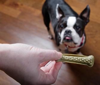 Boston Terrier with Milk-Bone Brushing Chew