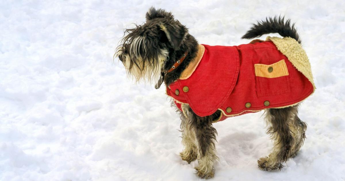 The Pet Shop: Cold-weather tips to keep your dog safe this winter | Blog: The Pet Shop