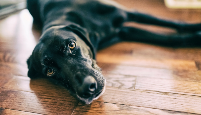 Why Do Dogs Drag Their Butts on the Floor?