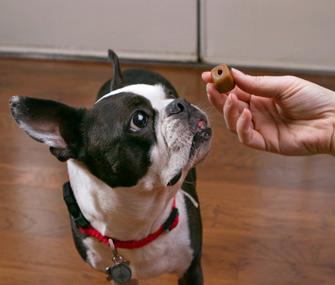 Boston Terrier getting Milk-Bone Pill Pouch