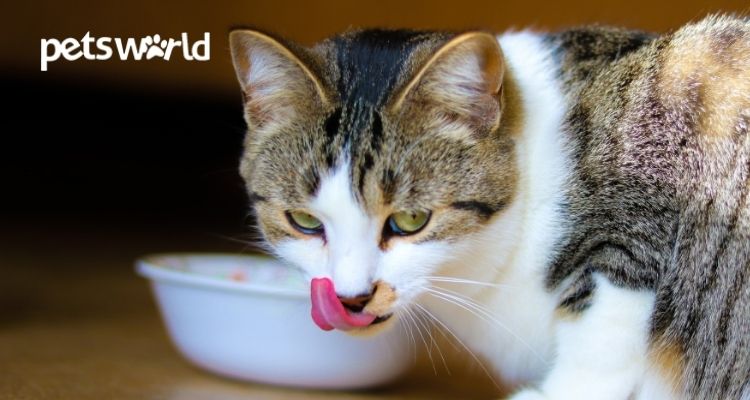 5 Best Cat Food Brands in India For Adult Cats and Kittens