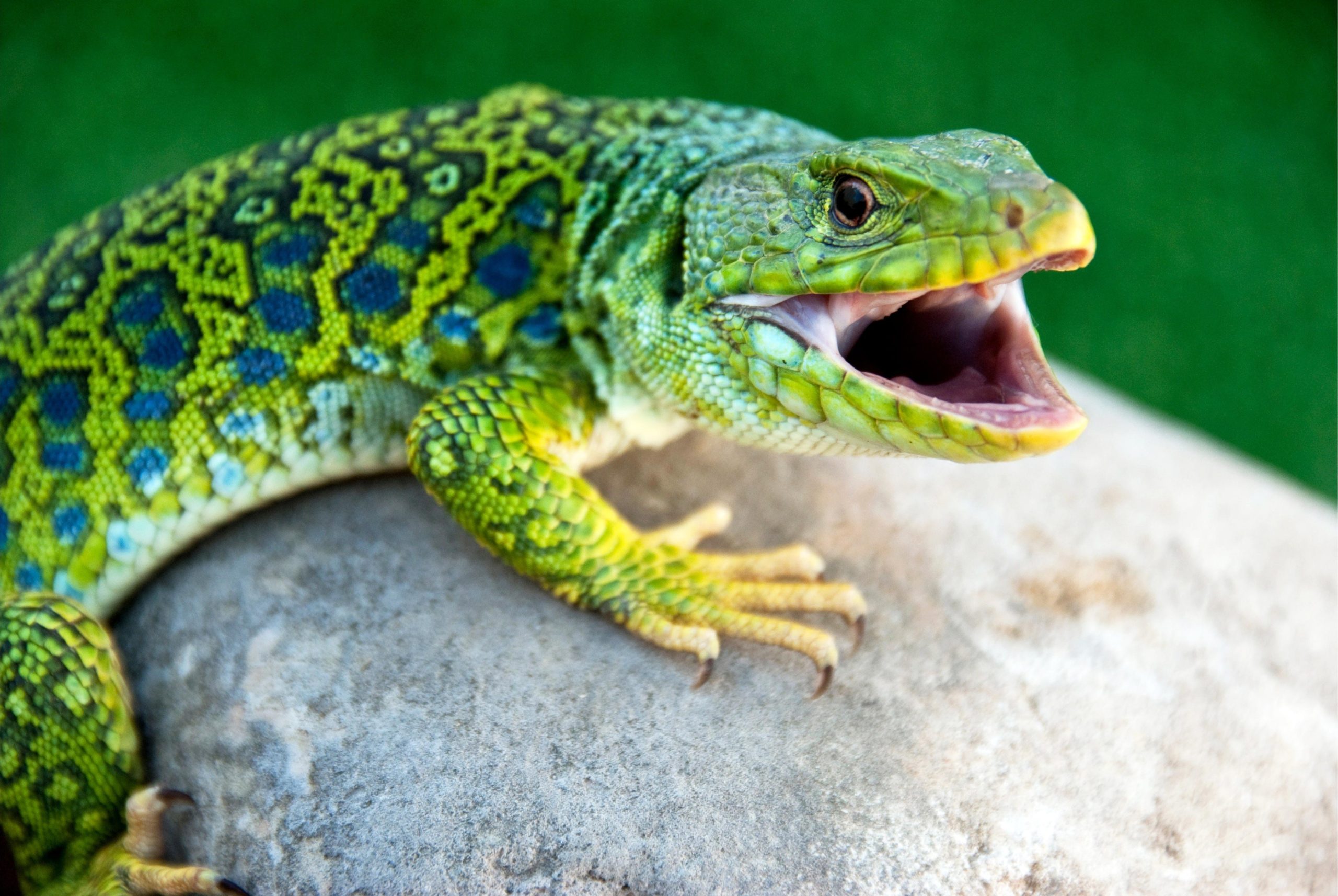 Secret of Lizard Camouflage: A Simple Mathematical Equation