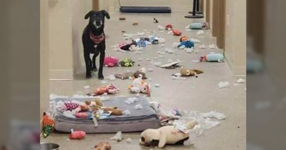Shelter Dog Parties With Pilfered Squeaky Toys After Escaping Kennel
