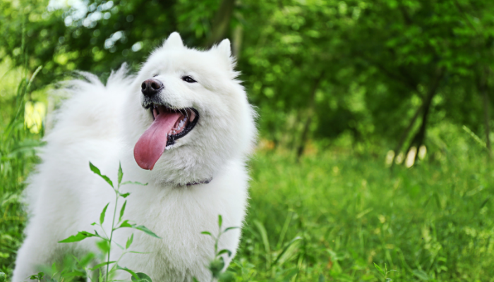 7 Benefits of Playing With Your Dog