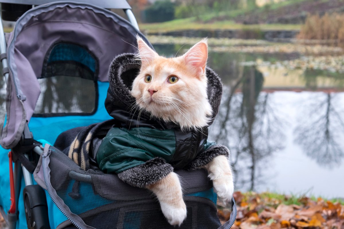 Cat Stroller | We've Found the World's Most Versatile Cat Carrier to Date