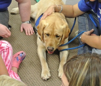 Jolene, a 2-year-old yellow Lab, was specially bred to do therapy work.