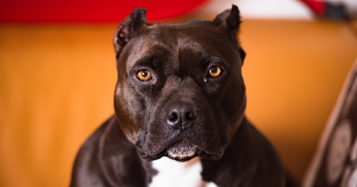 Top 9 Pet Insurance Plans For Pitbulls