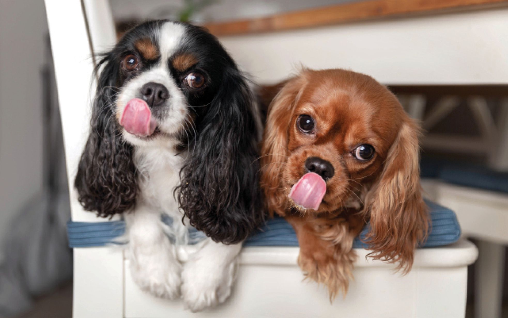 Mealtime Etiquette Helpful Hints – Dogster
