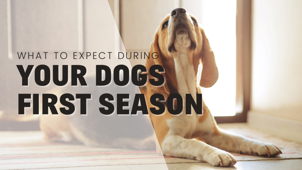 What to Expect On Your Dog's First Season – All You Need to Know