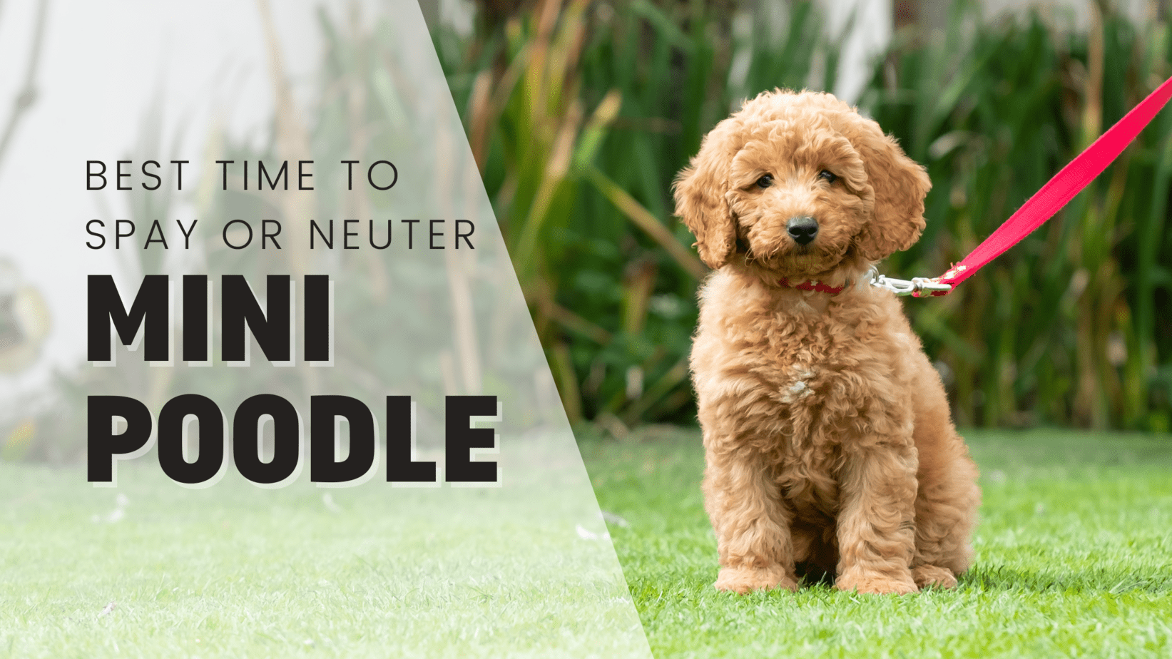When Is The Best Time To Spay Or Neuter My Miniature Poodle?