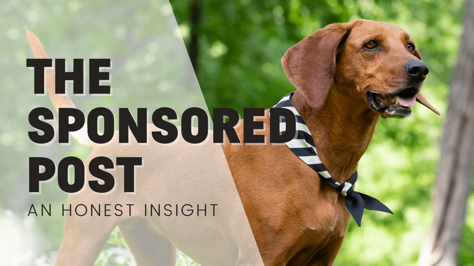 Sponsored Blog Posts & Marketing In The Pet Industry