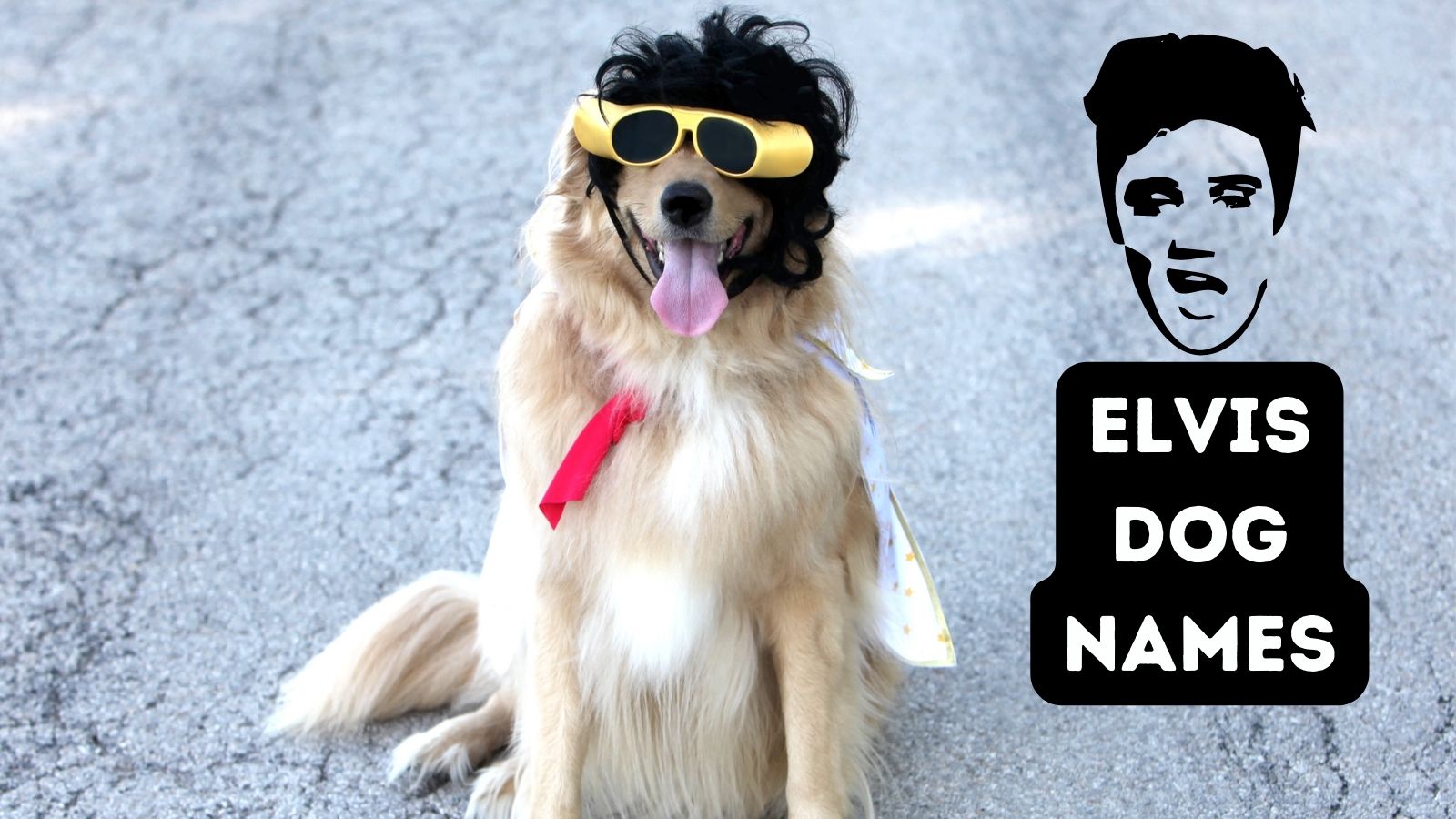 Elvis Dog Names - dog names inspired by Elvis movies, family and Elvis
