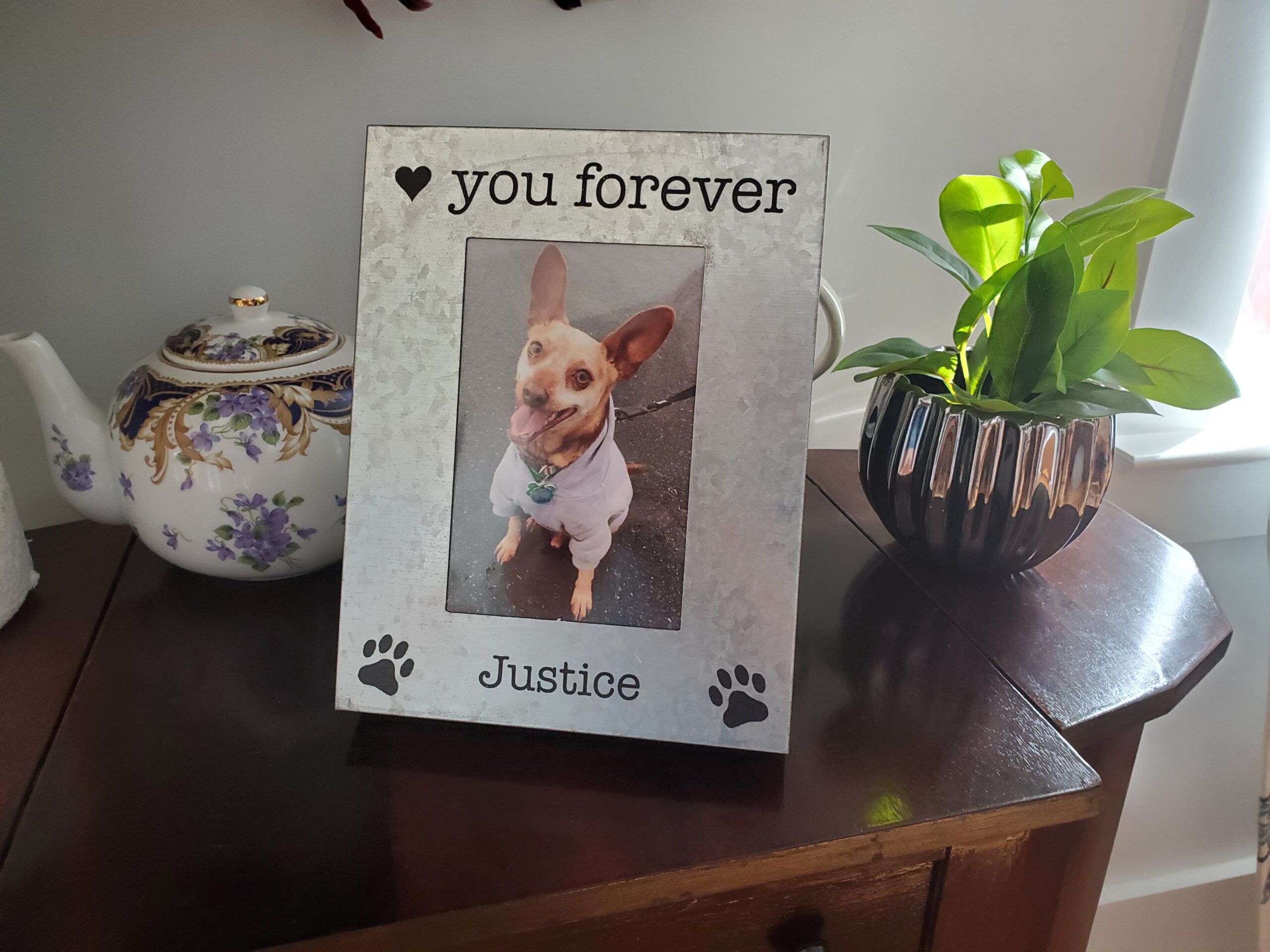 7 Tips on how to hold a memorial service for your dog that has died – Dogster