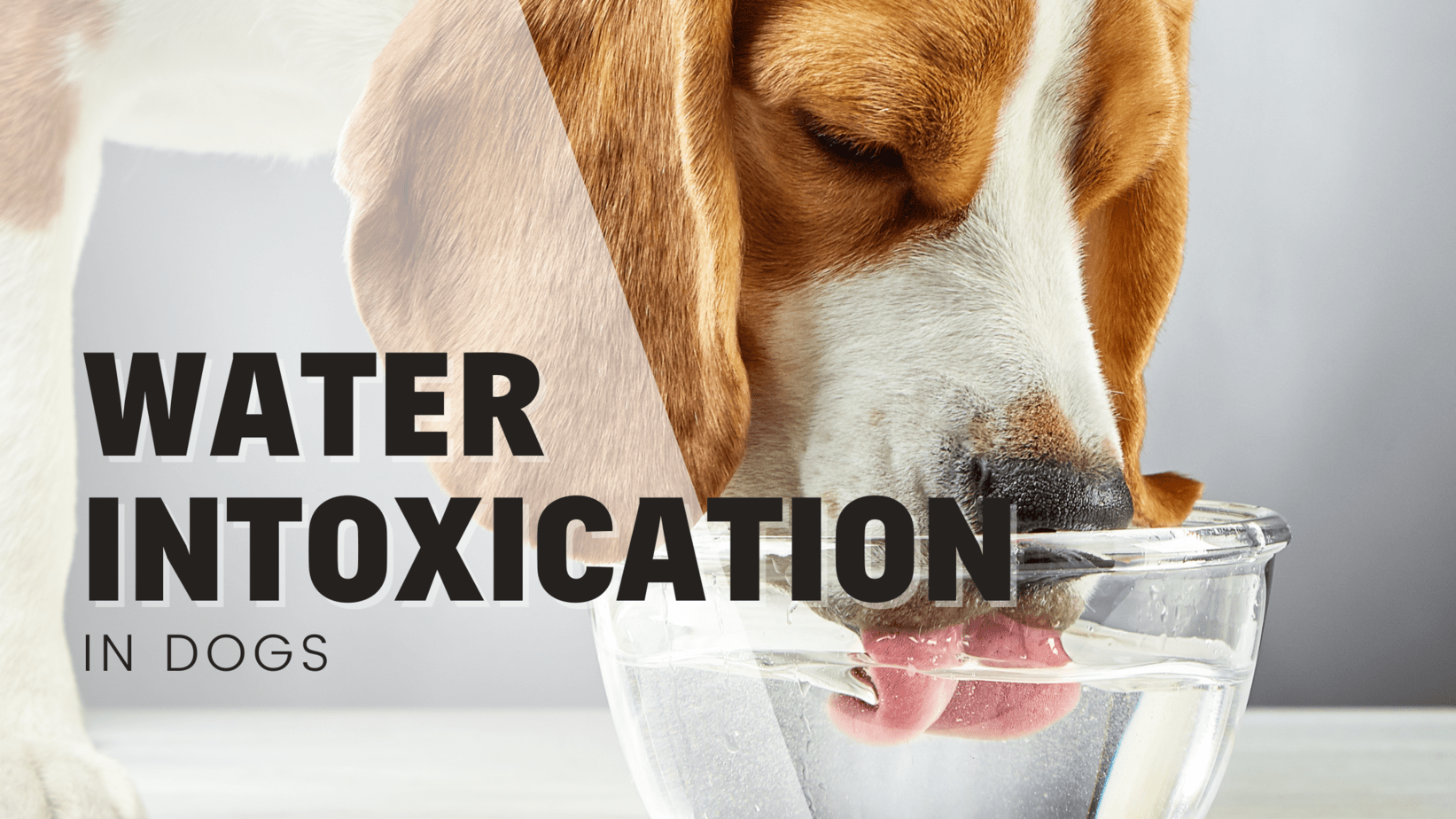 Water Intoxication: What happens when your dog drinks too much water