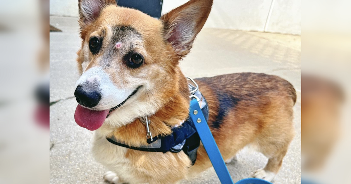 Devastated Corgi Crawls To Safety After Getting Shot Between The Eyes