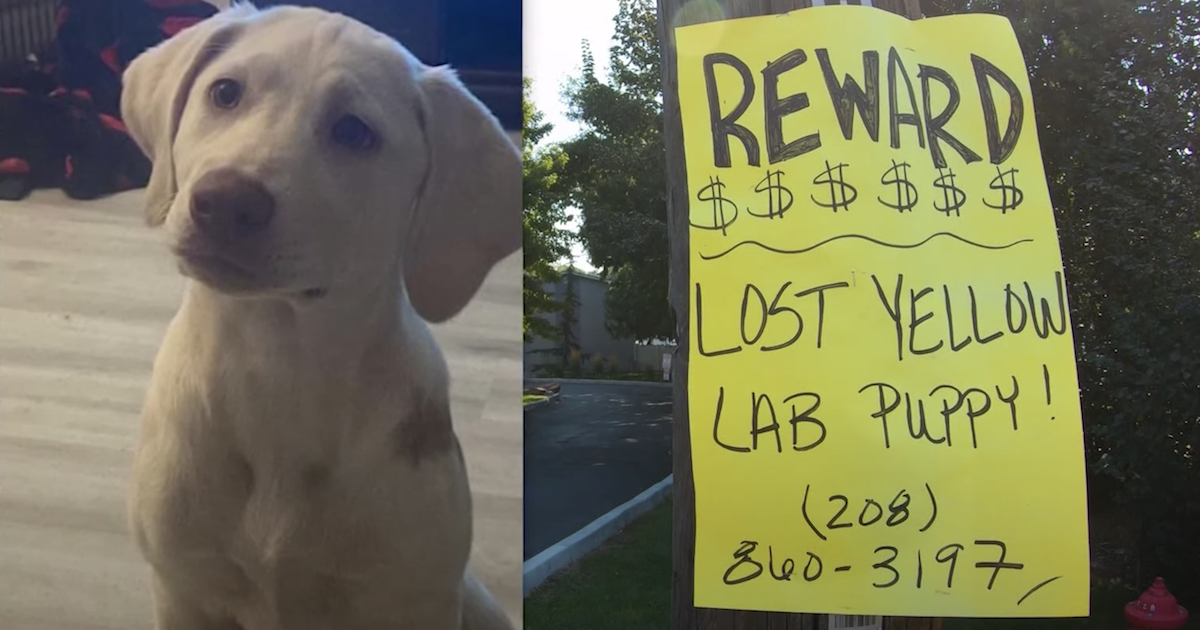 Potential Dognappers Claim Boy's Puppy Is Dead, But Dad Keeps Searching