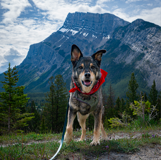 Smiling dog in a red bandana with snow dappled mountain in the background in Banff National Park, AB