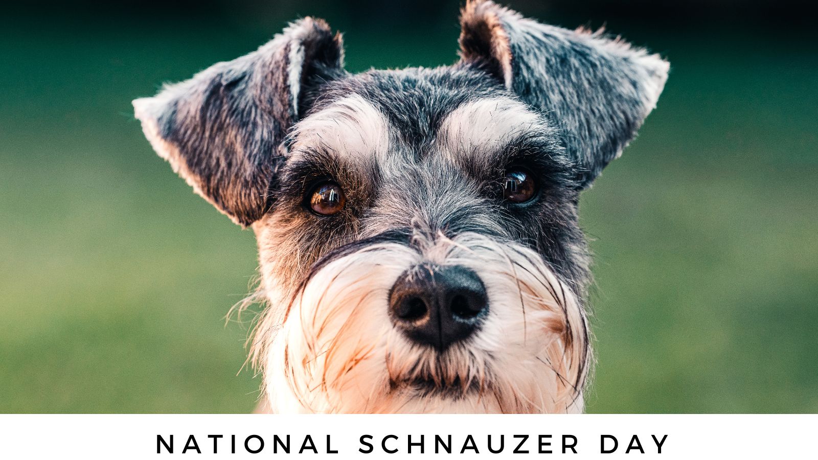 National Schnauzer Day, September 25