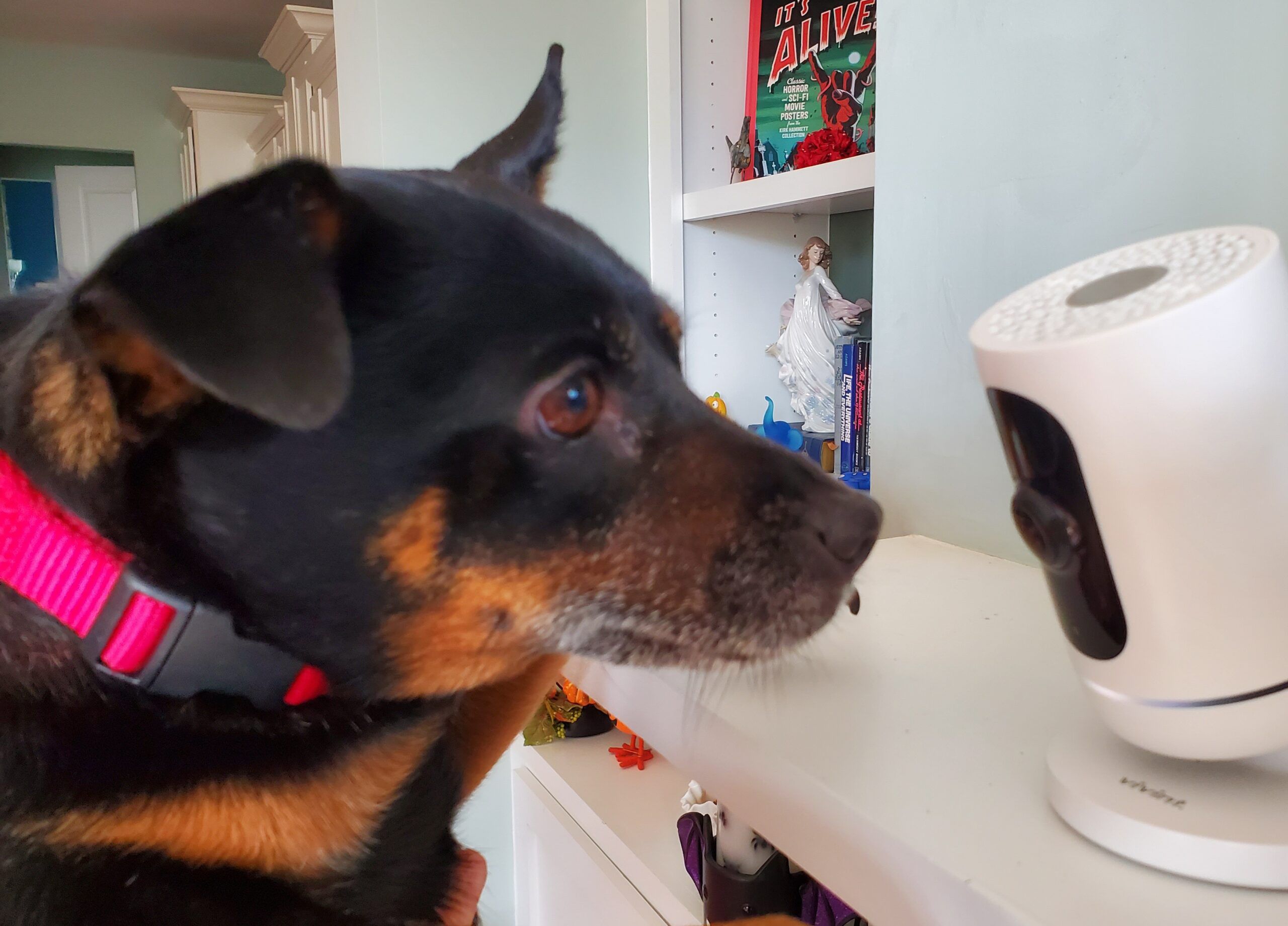 What Are the Best Indoor Pet Cameras – Dogster
