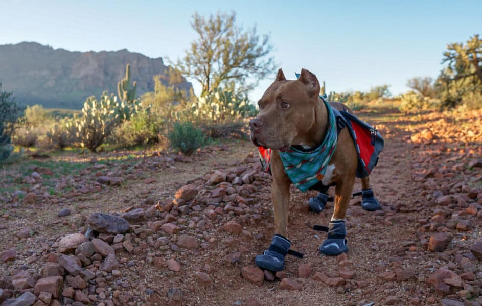 Which Dog Boots Are Best For Your Dog?