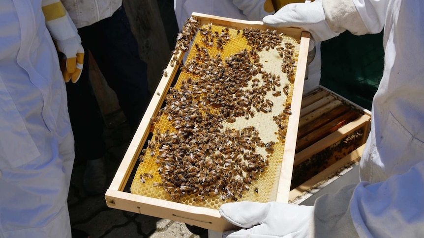 Three people are standing around a bee hive looking at thousands of bees collecting honey