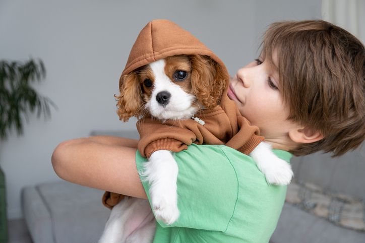 Cute Puppy Wearing A Brown Hoodie. Autumn And Winter Clothes For Pets. Cavalier King Charles Spaniel