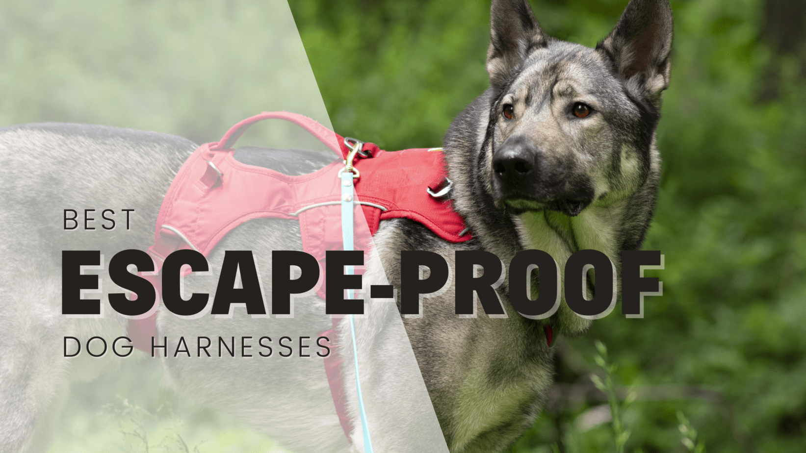 14 Best Escape Proof Dog Harnesses - According To A Pro Trainer