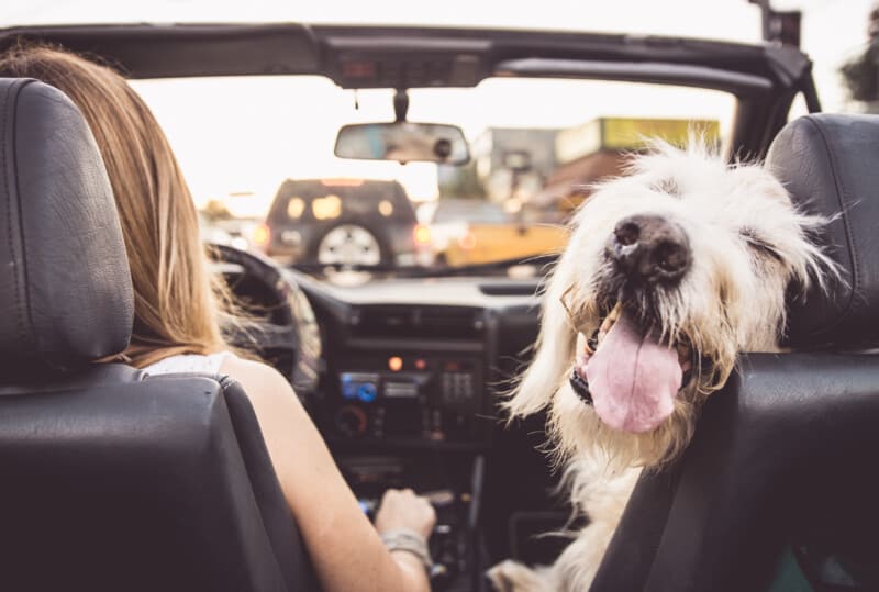Pet Friendly Drive-In Movie Theaters In The U.S. and Canada