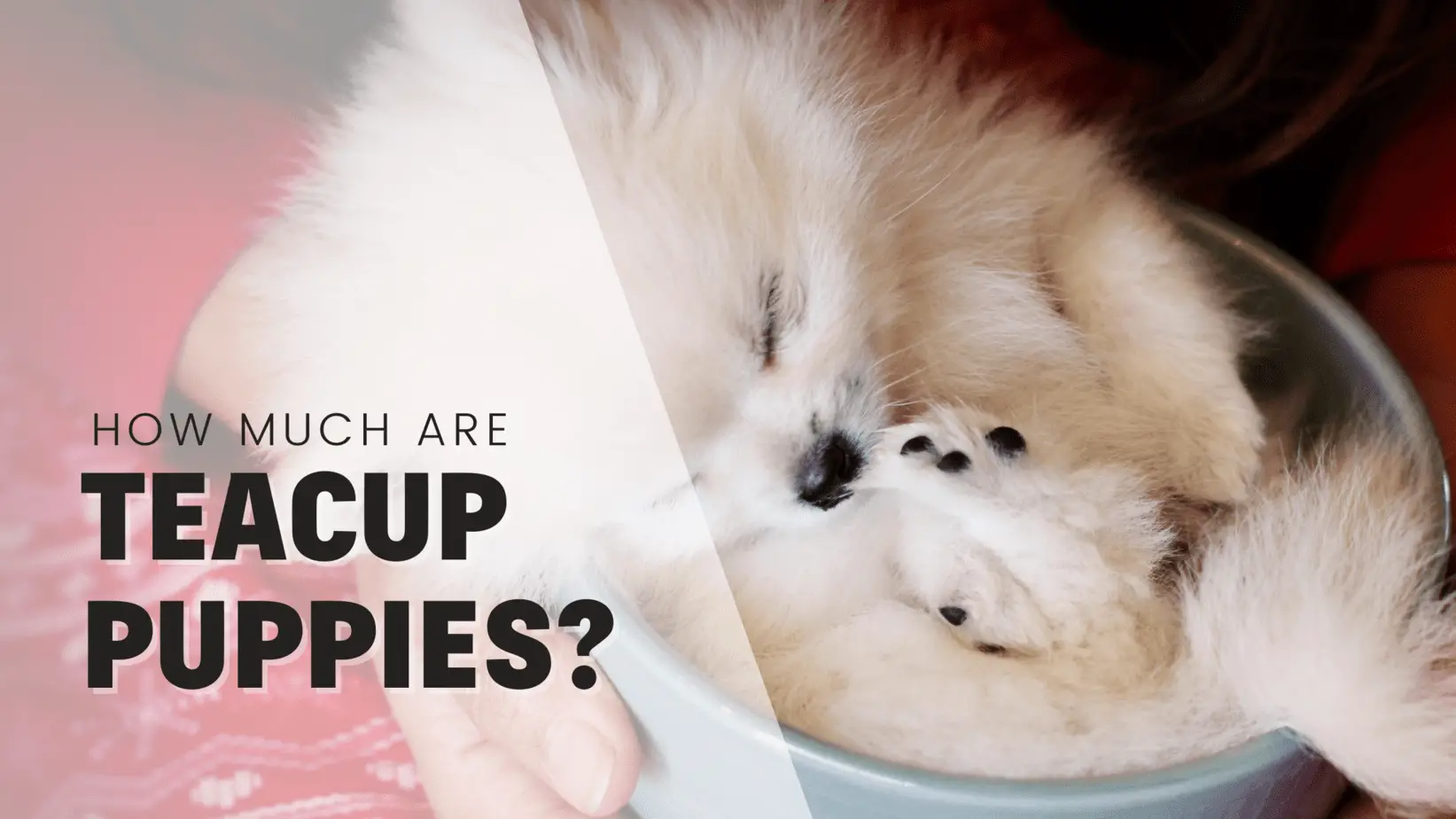 How Much are Teacup Puppies? And How To Ethically Find One