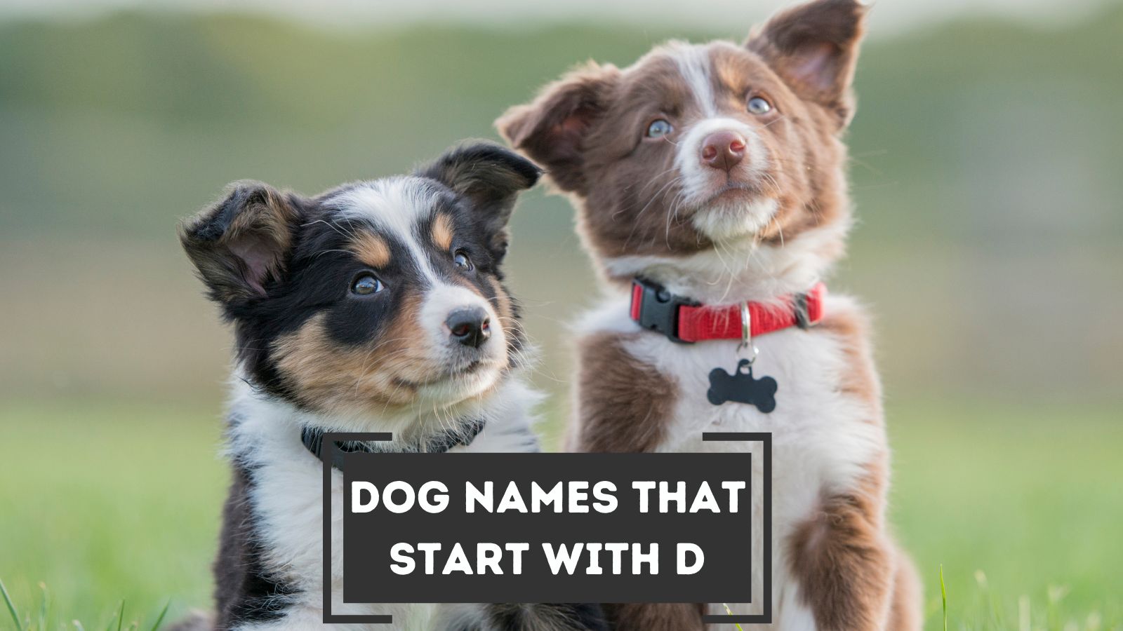 List of Dog Names that Start with D--with their meanings