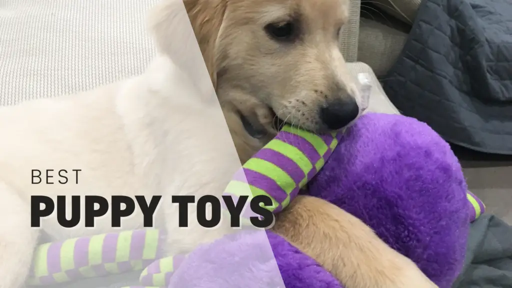 2023's Best Puppy Toys - And They're All On Amazon!