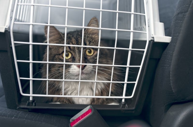 Tabby cat in a carrier in a pet friendly rental car