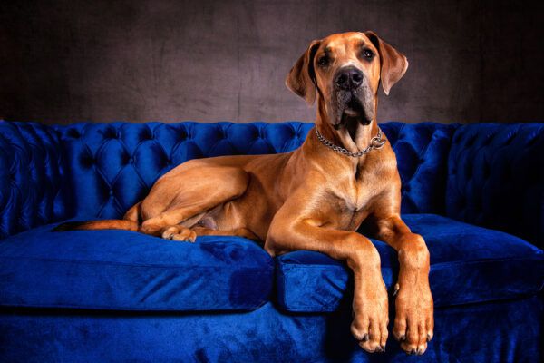 Top 5 Giant Dog Breeds – Dogster