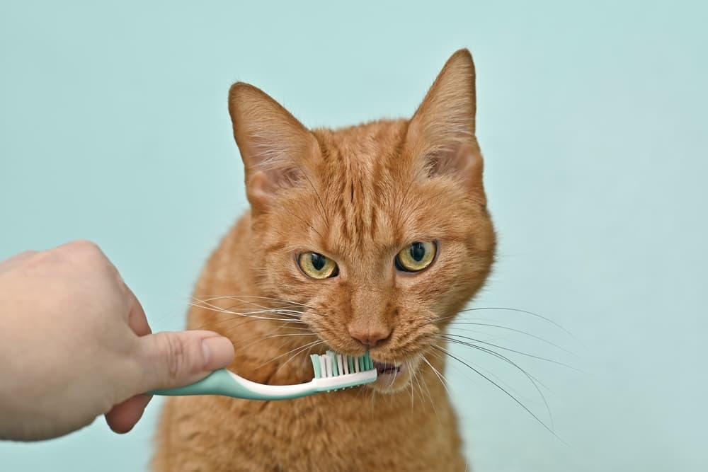 6 Best Cat Toothpaste Picks of 2023 - Vetstreet