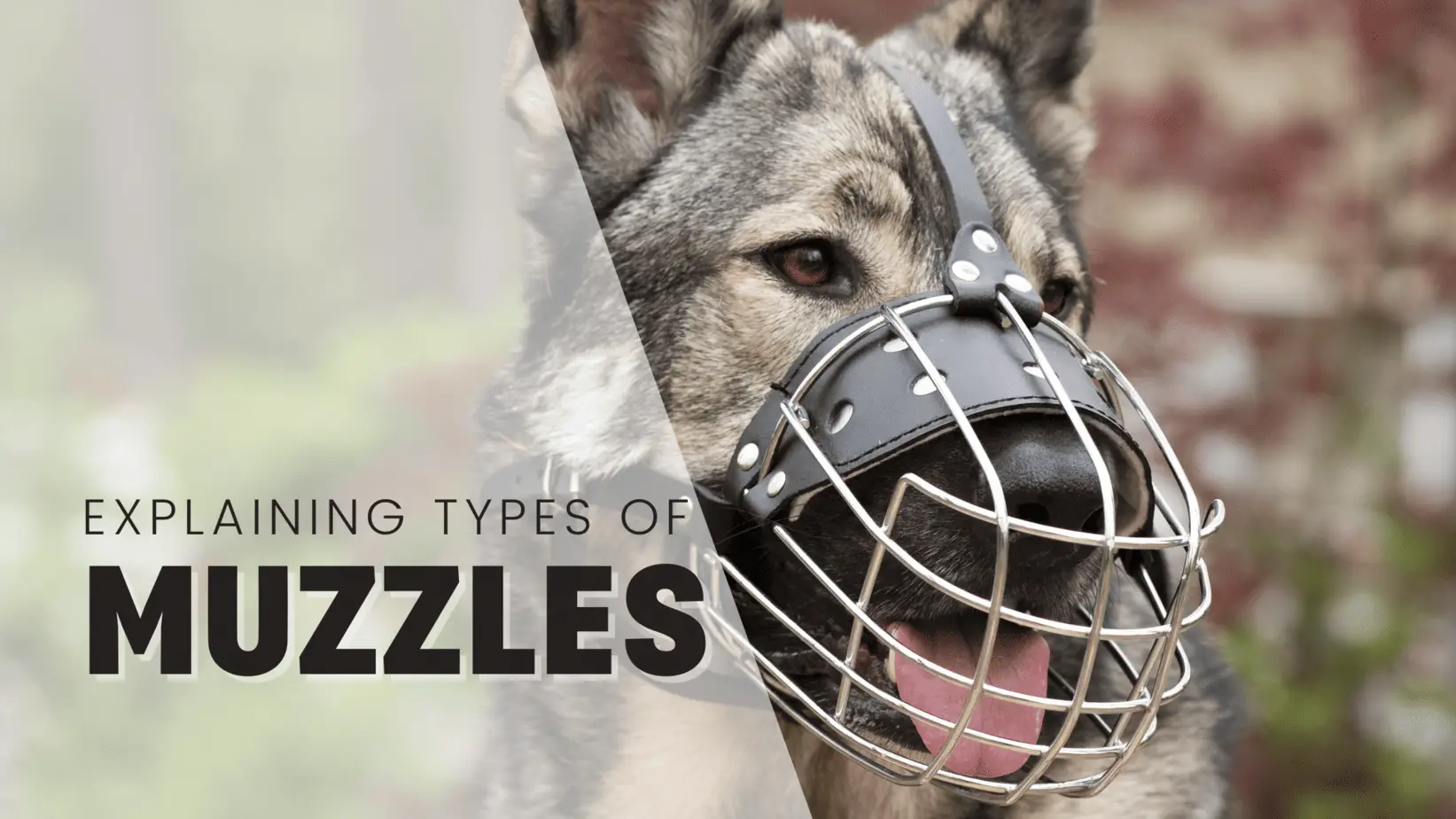 Explaining The 6 Types Of Dog Muzzles & What They're For 2023