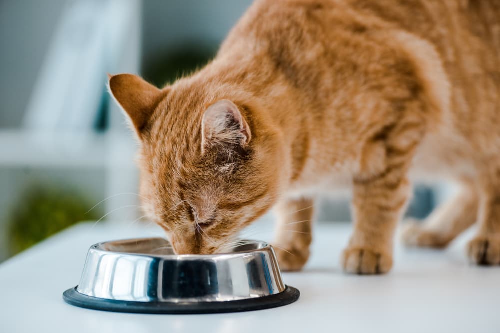 Best Fresh Cat Food: 5 Options to Consider - Vetstreet