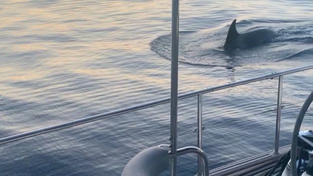 Orcas are ramming boats off the Spanish coast, puzzling experts