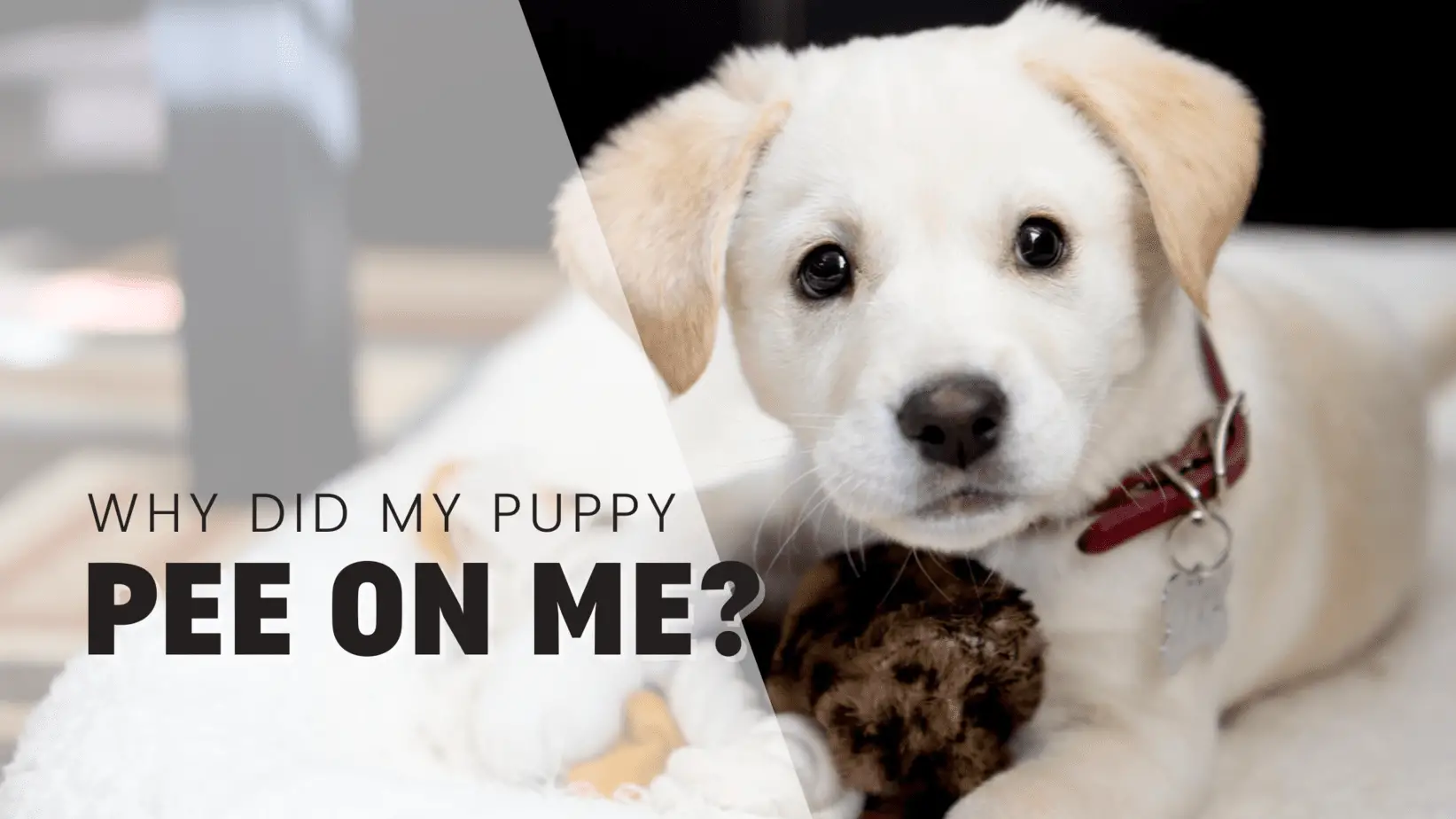 Why Did My Puppy Pee On Me? Puppy Expert Explains